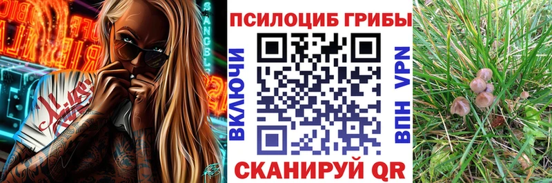 mega ONION Невинномысск Псилоцибиновые грибы Psilocybe как найти наркотики
